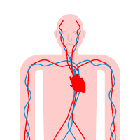 Improve Blood Flow